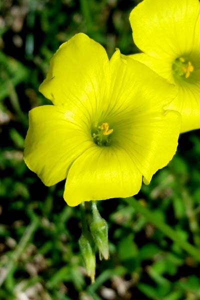 Oxalis pied-de-chèvre